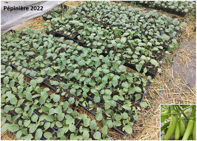 Plant aubergine - louisiana long green