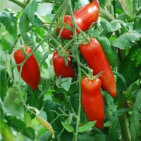 Plant de tomate cornue des andes