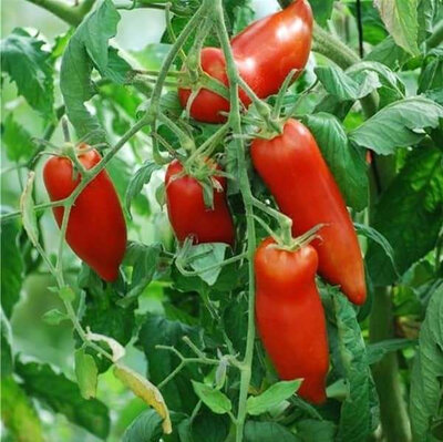 Plant de tomate cornue des andes