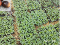 Plant tomate cerise - blue streaks