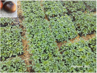 Plant tomate cerise - blue streaks