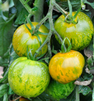 Plant de tomate green zebra