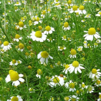 Plant camomille matricaire (annuelle)