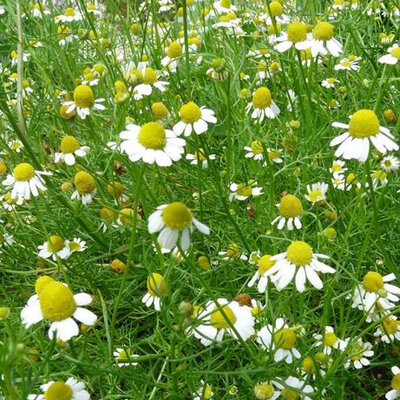 Plant camomille matricaire (annuelle)