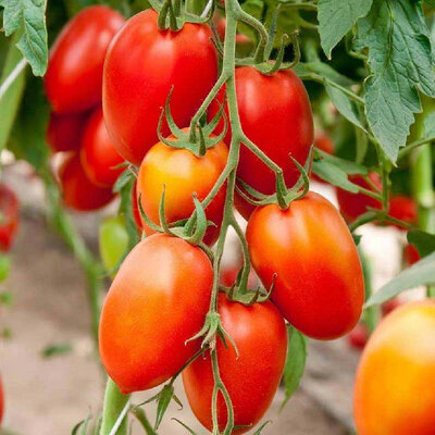 Plant de tomate roma vf