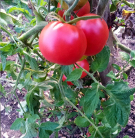 Plant de tomate rose de berne