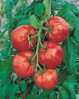 Plant de tomate saint pierre