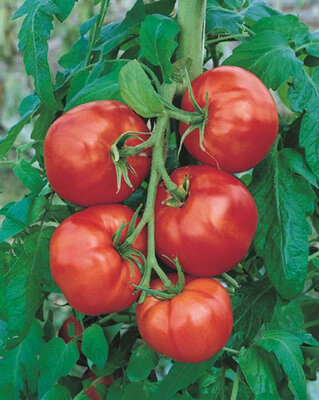 Plant de tomate saint pierre