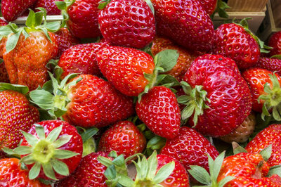 Fraises - variétés mélangées