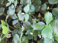 Plant de fraisiers cirafine