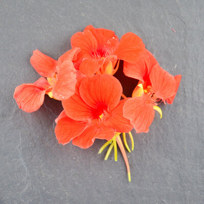 Fleurs de capucine