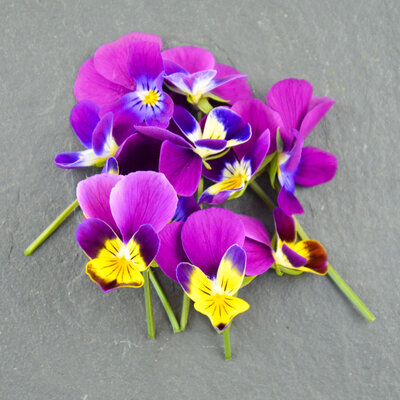 Fleurs de pensée