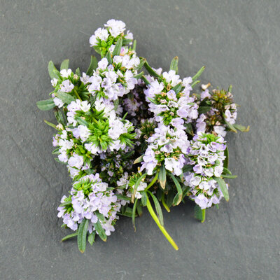 Fleurs de sarriette