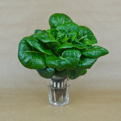Laitue romaine