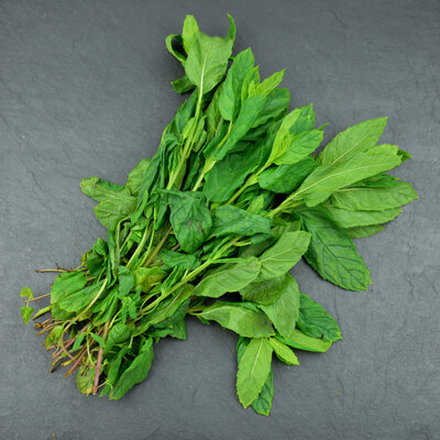 Menthe verte
