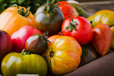 Lot de 10 plants de tomates au choix