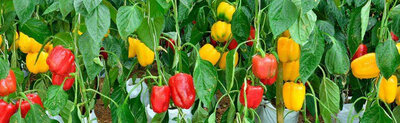 Lot de 6 plants de poivrons