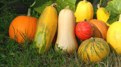 Lot de 6 plants de courges
