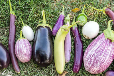 Lot de 10 plants d'aubergines
