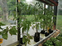 Tomates montfavet f1