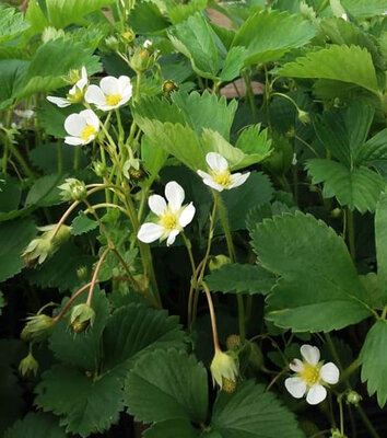 Plants de fraisier ciflorette