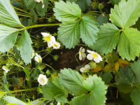 Plants de fraisier rubis des jardins