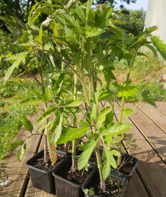 Plants de tomate noire de crimée