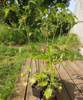 Plants de tomate cerise apéro