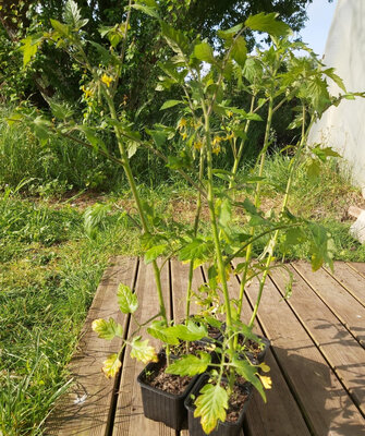 Plants de tomate cerise apéro