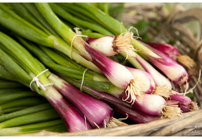 Oignons rouge botte-