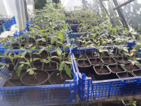 Plant tomate omar du liban