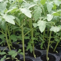 Plant de tomate rouge prévia