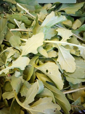 Roquette