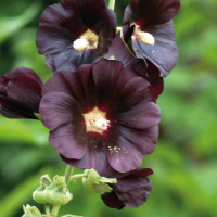 Rose trémière noire ;  alcea rosea 'nigra'