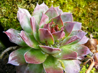 Joubarbe des toits ;  sempervivum tectoru