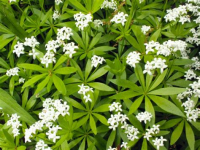 Asperule odorante  galium odoratum