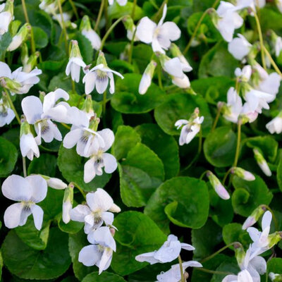 Violette blanche;  viola odorata alba