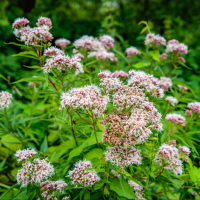 Valériane officinale;  valeriana officinalis