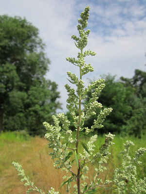 Armoise commune artemisia vulgaris