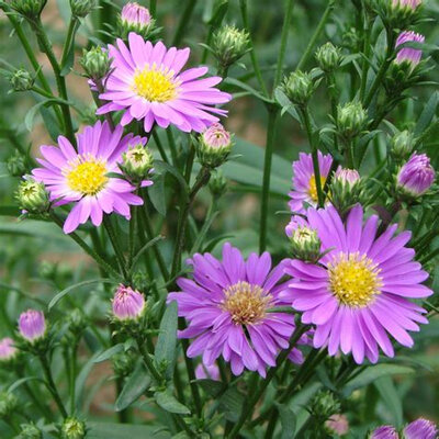 Aster rose d'automne
