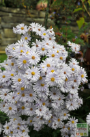Aster blanc d'automne