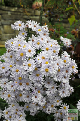 Aster blanc d'automne