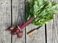 Betterave rouge botte