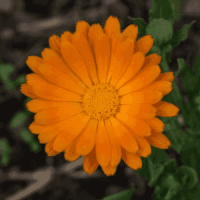 Plant fleur de souci