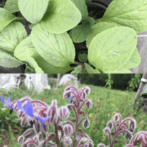 Plant bourrache officinale