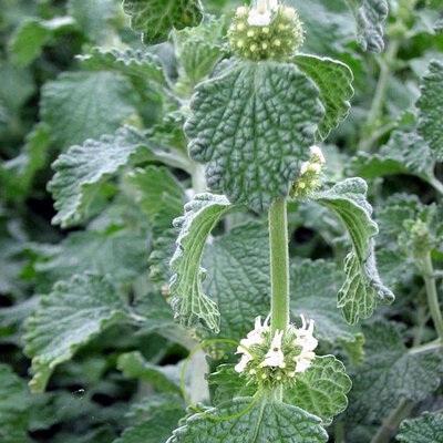 Marroube blanc;  marrubium vulgare