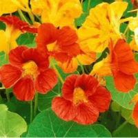 Plant capucine tropaeolum majus l.