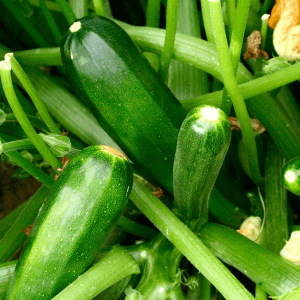 Plant courgette black beauty / verte de milan