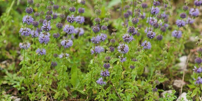 Menthe pouliot; mentha pulegium