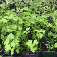 Plant persil géant d'italie